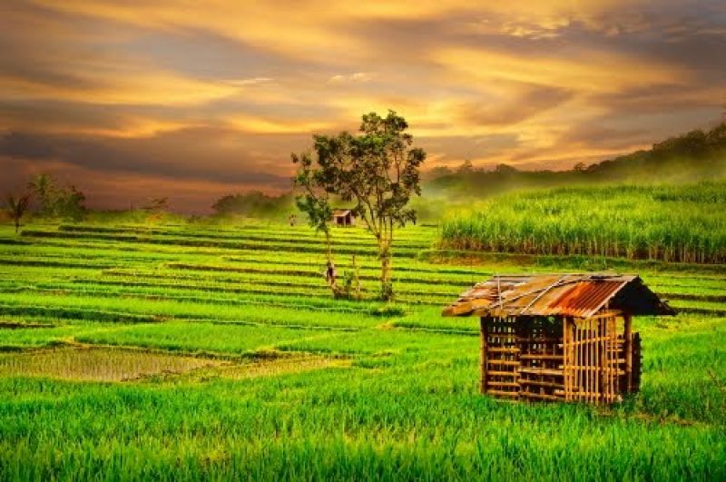 Sekotak Sawah  Untuk Semeter Tanah